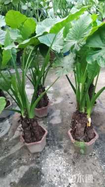 高度100厘米海芋