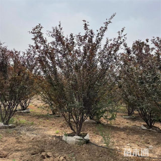 高度100厘米丛生榆叶梅