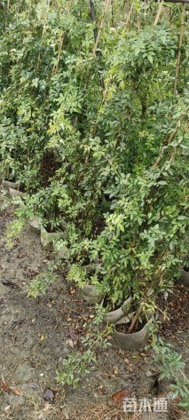 高度150厘米蔷薇