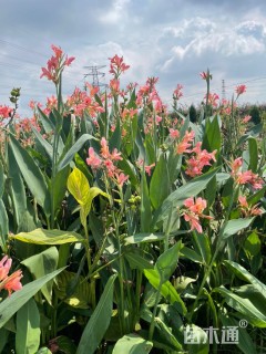 高度80厘米美人蕉