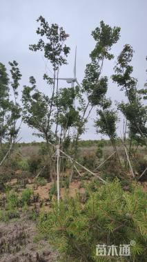 高度450厘米丛生三角枫