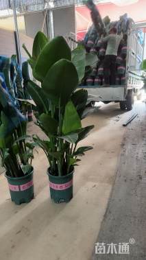 高度100厘米天堂鸟