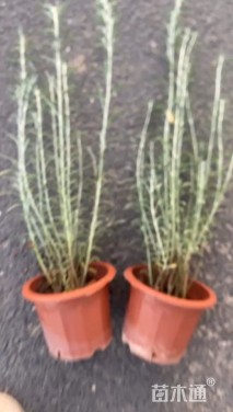 高度50厘米柳叶星河