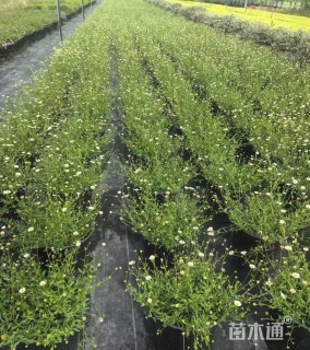 高度20厘米墨西哥飞蓬