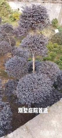 8公分造型红花继木桩