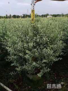 冠幅80厘米银姬小蜡球