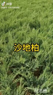 高度70厘米沙地柏