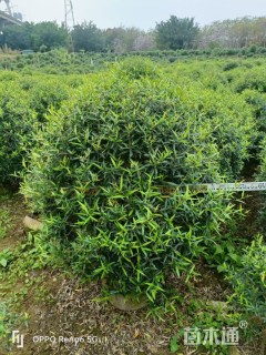 高度80厘米尖叶木樨榄