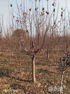 11公分绚丽海棠