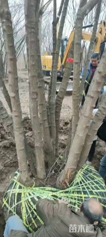 高度900厘米丛生茶条槭