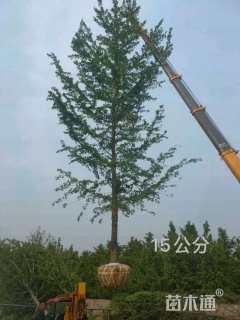 15公分银杏