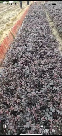 高度40厘米沙木蓼