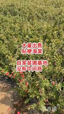 高度200厘米贴梗海棠