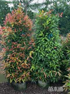 高度100厘米红车