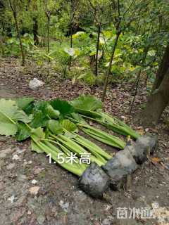 高度100厘米海芋