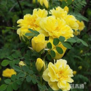 高度50厘米黄刺玫