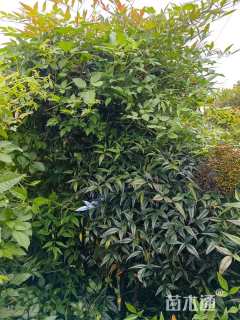高度150厘米南天竹