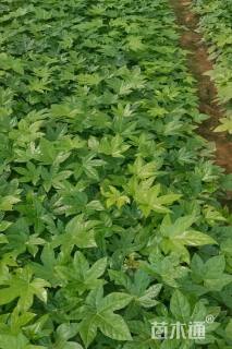 高度35厘米八角金盘