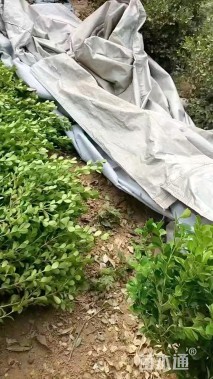 高度60厘米瓜子黄杨