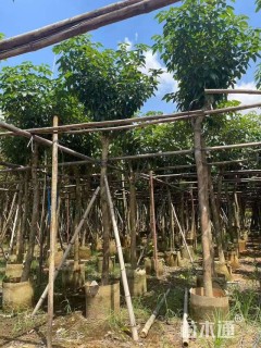 8公分紫花风铃木