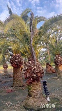 裸干高250厘米加拿利海枣