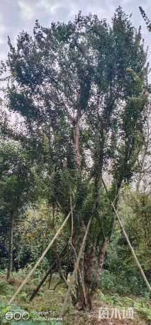 高度700厘米丛生三角枫