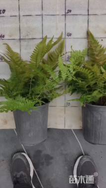 高度30厘米富贵蕨