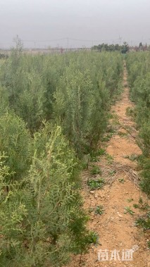 高度90厘米侧柏