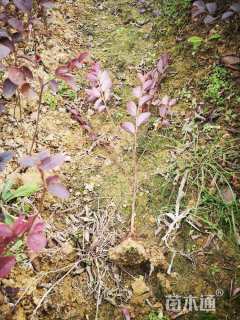 高度40厘米红花继木