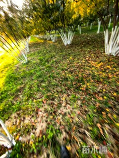 高度400厘米丛生茶条槭