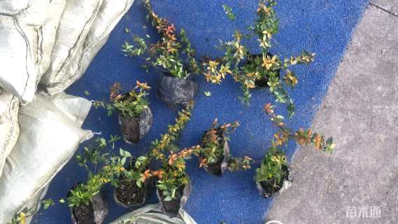 高度50厘米绣线菊