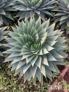 高度20厘米芦荟