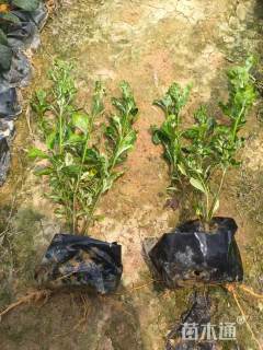 高度20厘米花叶栀子