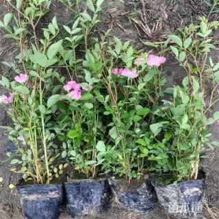 高度80厘米丰花月季