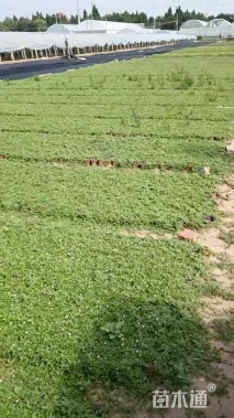 高度10厘米姬岩垂草