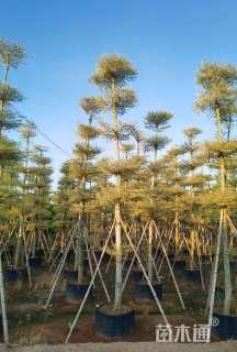 10公分锦叶榄仁