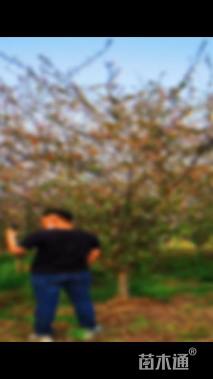 10公分垂丝海棠