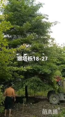 25公分娜塔栎