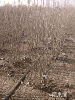 高度2厘米丛生木槿