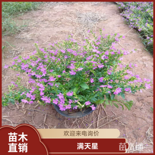 高度35厘米满天星