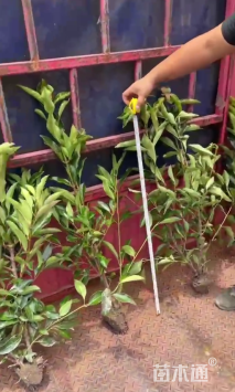 高度100厘米法国冬青