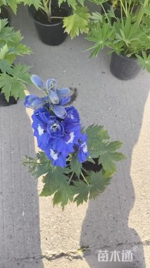 高度25厘米飞燕草