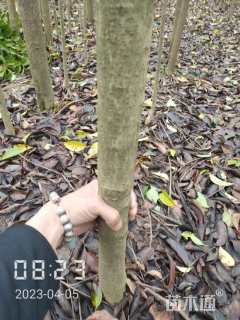 0.6公分大叶女贞