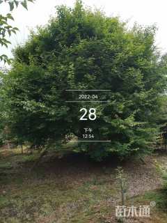 25公分鸡爪槭