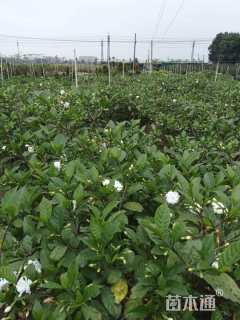 高度120厘米狗牙花