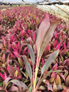 高度40厘米红叶朱蕉