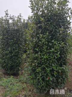 高度250厘米红叶石楠柱