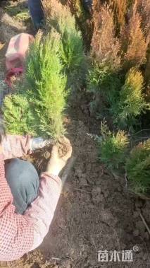 高度30厘米洒金柏