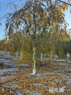 12公分八重红垂枝樱