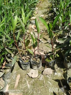 高度15厘米翠芦莉